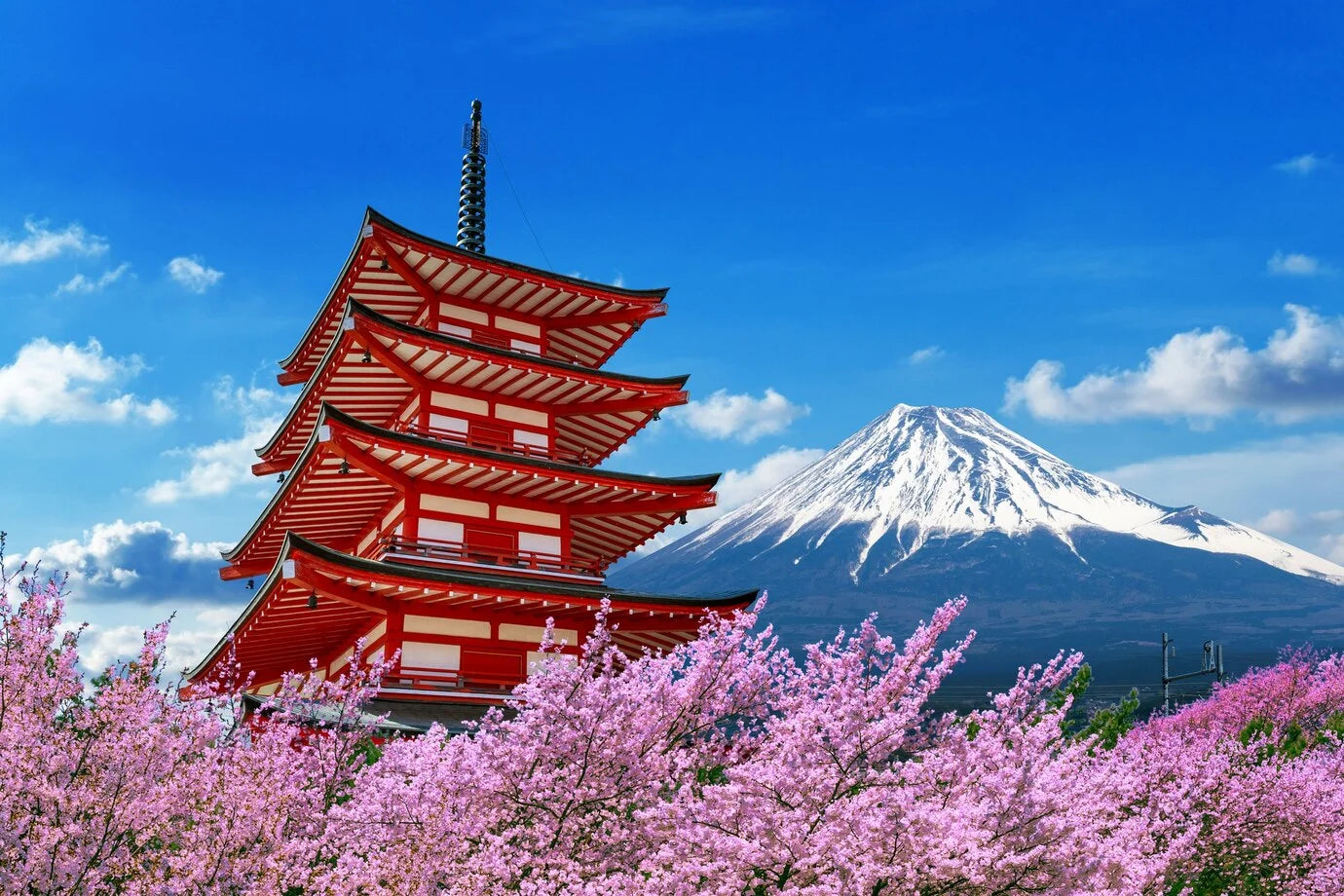 cherry blossom in front of the fuji mount